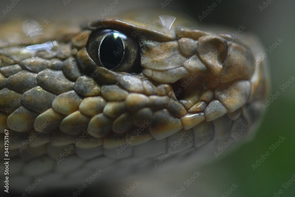 Obraz premium Snake Close-Up at the Zoo