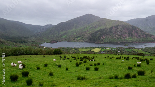 Irish Countryside with Mountains and Sheep © Zachary