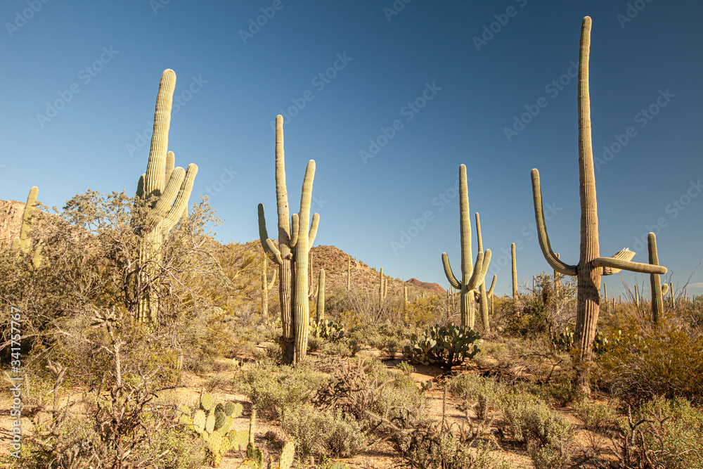 Desert landscape along the Desert discovery trail at Saguaro National Park in Arizona, USA.  Features 175-200 year old Saguaro Cactus plants.