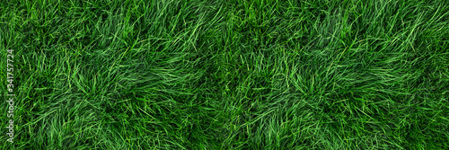 Natural green grass background, fresh lawn top view © Mariusz Blach
