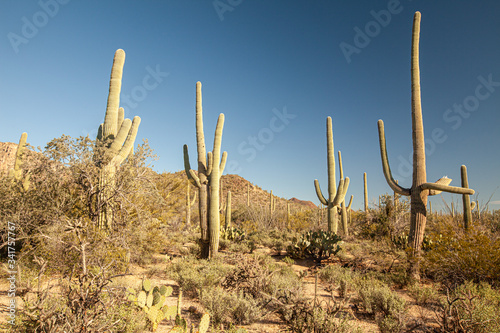Desert landscape along the Desert discovery trail at Saguaro National Park in Arizona, USA. Features 175-200 year old Saguaro Cactus plants. © VezzaniPhotography