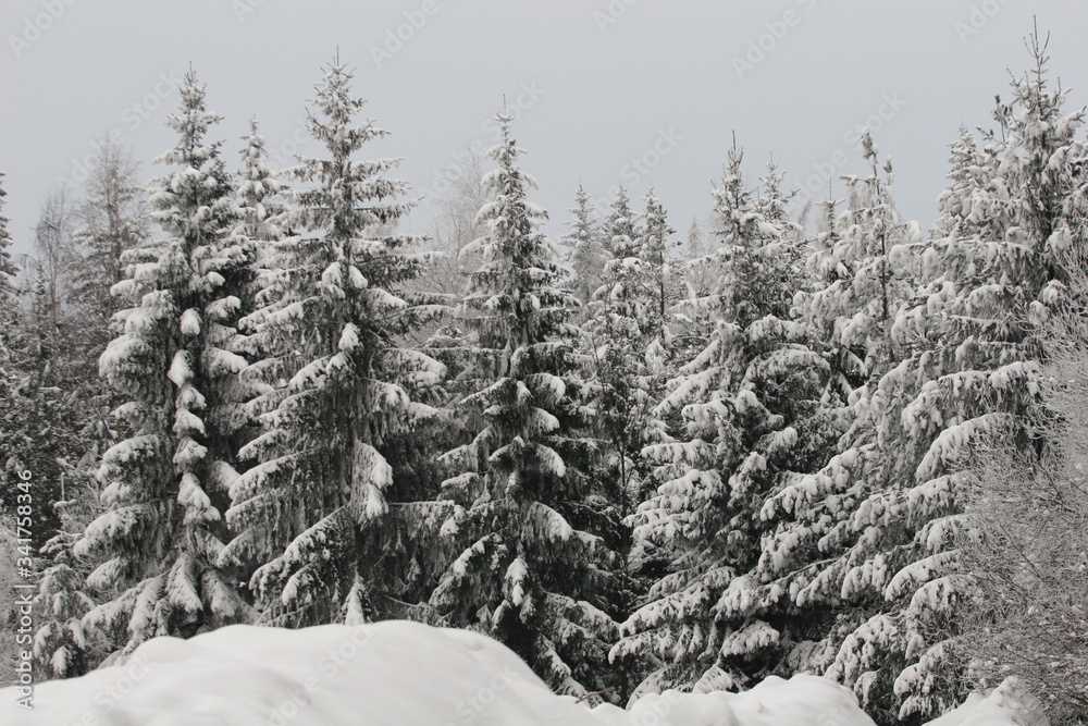 Obraz premium snow covered pine trees