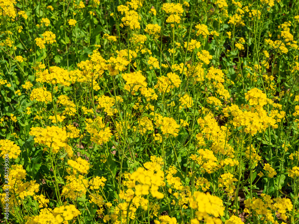 Fototapeta premium Idyllisches Rapsfeld im Frühling