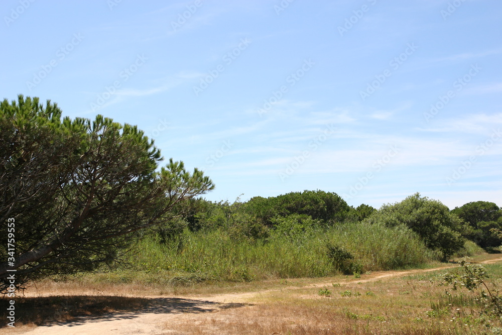 landscape with trees and sky