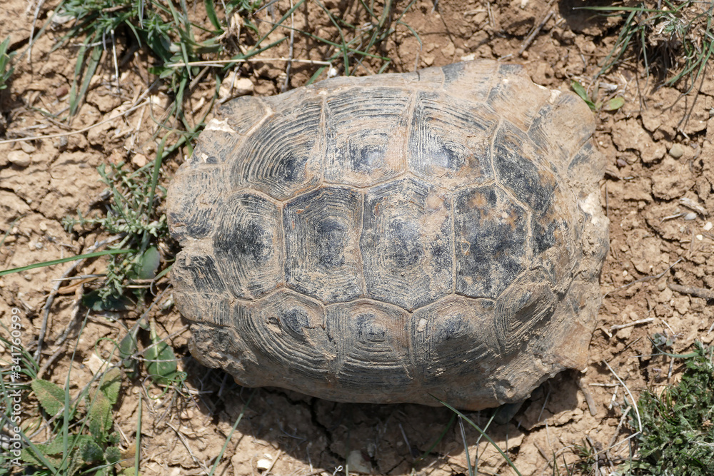 Obraz premium old land turtle in the field, close-up turtle,