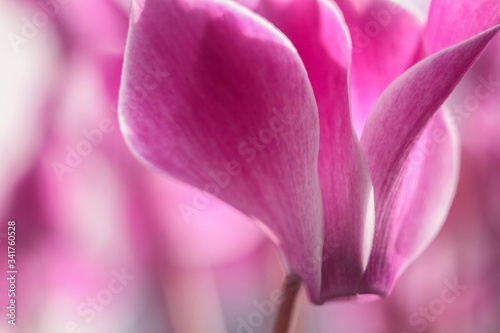 Close up of pink magnolia flower on a pink background