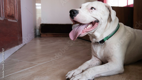 Smiling Dog Dogo Argentino resting in a room of a house.