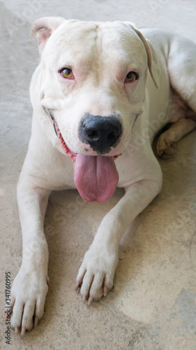 Smiling Dog Dogo Argentino resting. Argentinian Mastiff. Beautiful white dog closeup portrait.