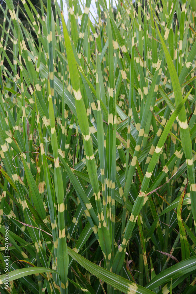 Obraz premium Plants in the spring garden