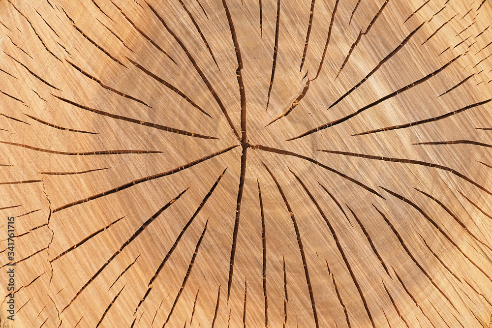 Fototapeta premium Fragment of an old tree with a knot. invoice of wood. preparation for design,texture of a board, wood veneer. of an old tree with a knot, invoice of wood.