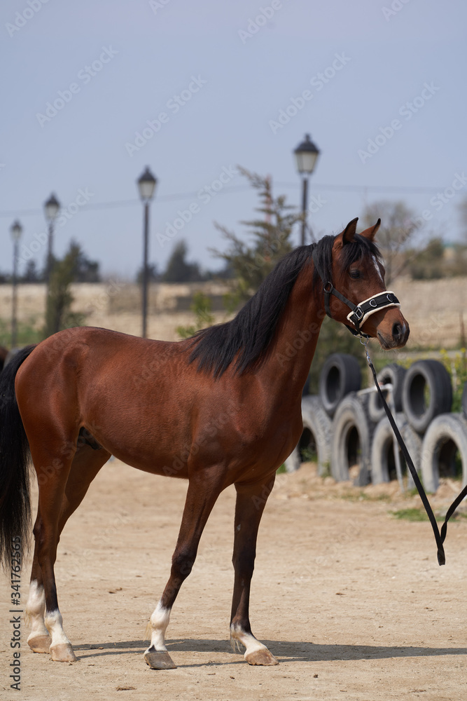 Obraz premium Brown young mare horse, outdoors. Сhestnut horse