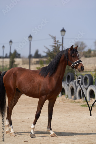 Brown young mare horse, outdoors. Сhestnut horse