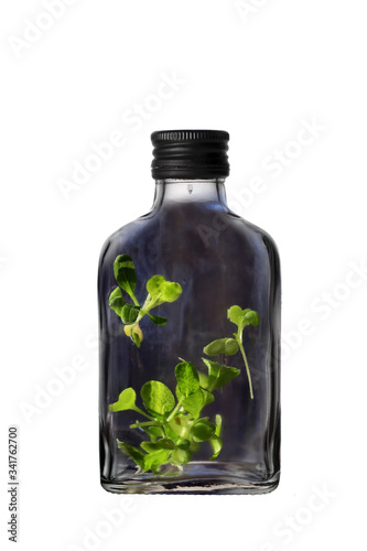 A glass black bottle with black can with green young leaves of plants isolated on a white background.