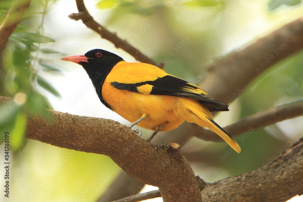 Obraz premium great tit on a branch