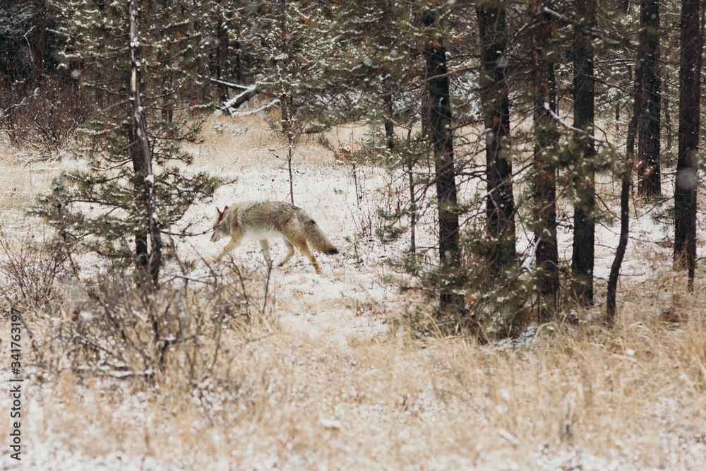Obraz premium Lobo en la nieve