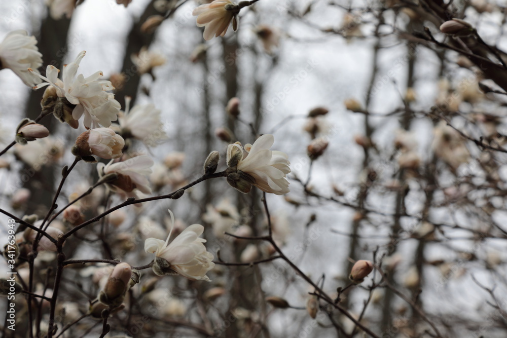 Magnolia blossoms in Spring season.