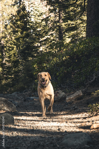 Dog running on mountain trail