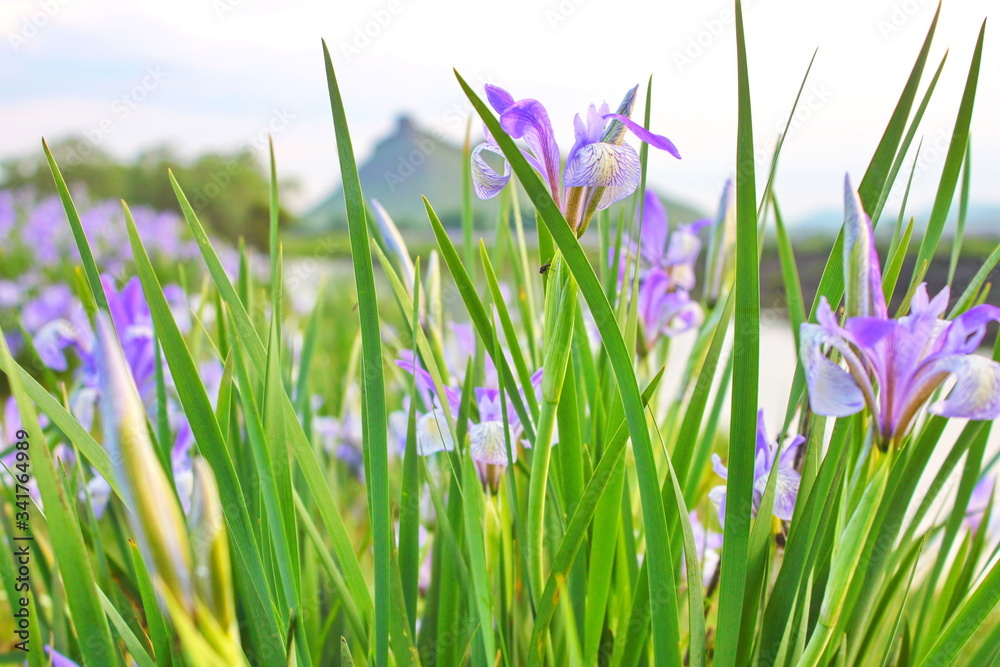 violet-blue flowers of wild iris, covered with drops of summer rain, on a green background of meadow grasses violet-blue flowers of wild iris, covered with drops of summer rain, on a green background of meadow grasses