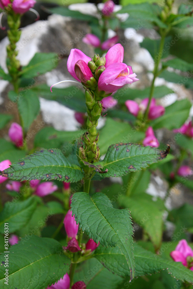 
Flowers in the spring garden