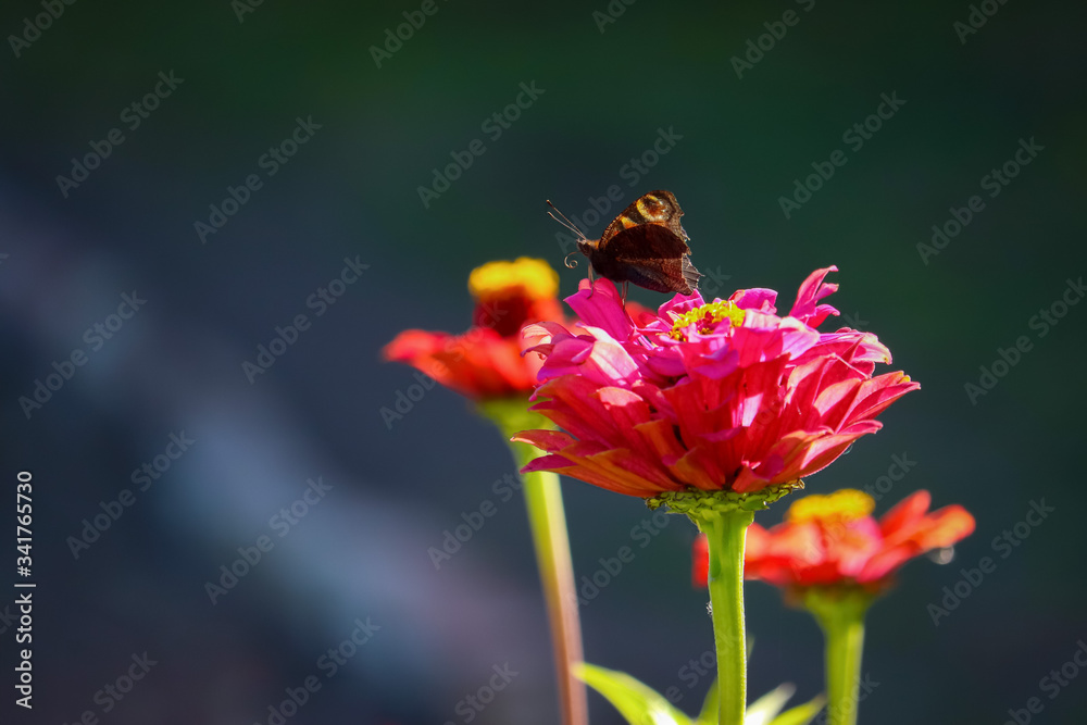Peacock butterfly on red zinnia blossom Peacock butterfly on red zinnia blossom