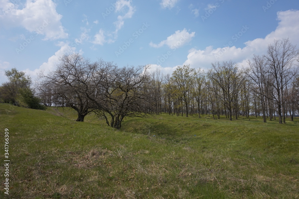 Green meadow and trees without leaves in spring.