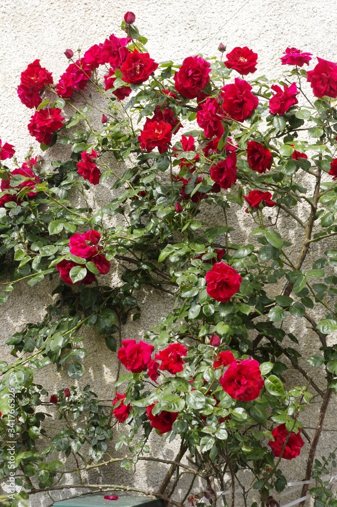 Fototapeta premium Rosier grimpant rouge