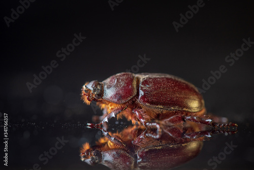 Rhinoceros beetle on a dark background. Photographed close-up.
