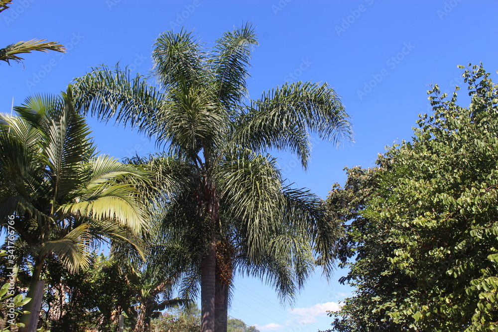 
native coconut tree from Brazil