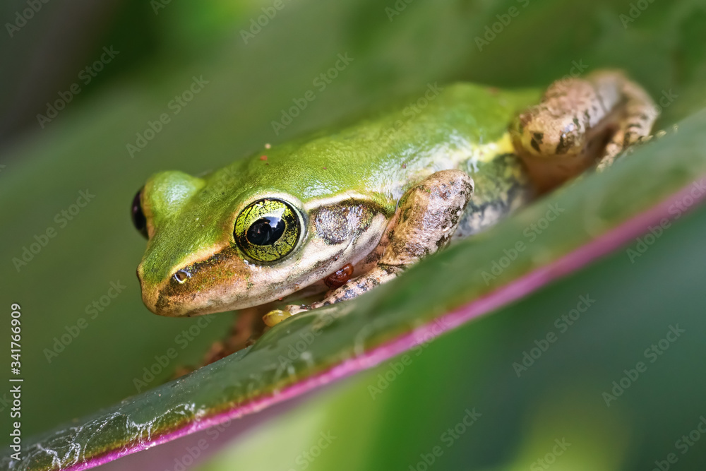 Small Madagascar green tree frog resting on green leaf, closeup detail Small Madagascar green tree frog resting on green leaf, closeup detail