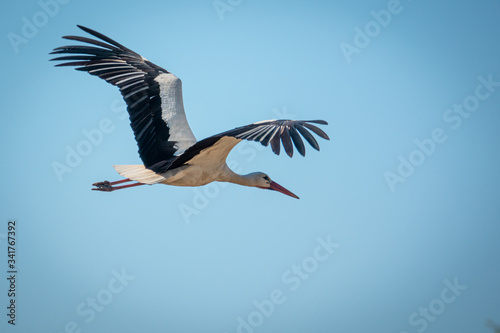 black and white stork flies close to a camera and the sky is blue