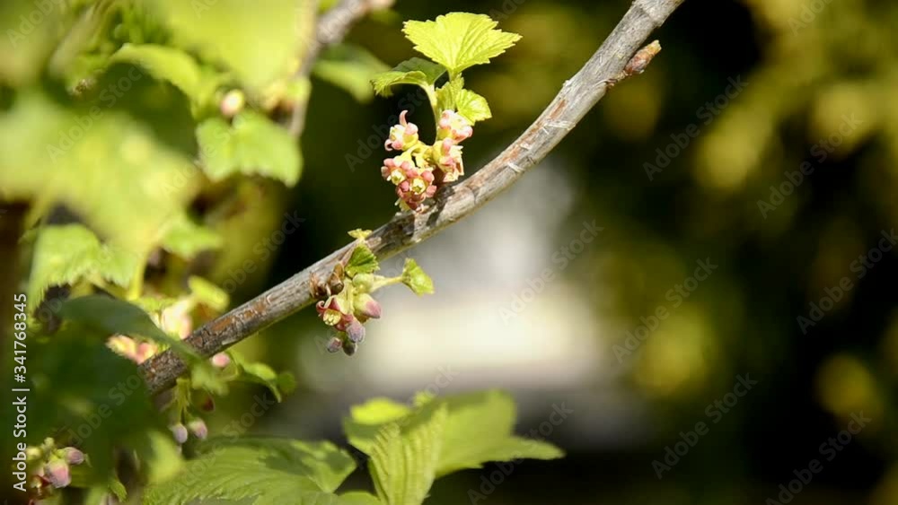 close-up detailed currant bloom, little yellow-pink flower and young green leaves on a branch of a currant bush growing in the garden, sunny day. farming and growing organic products. close-up detailed currant bloom, little yellow-pink flower and young green leaves on a branch of a currant bush growing in the garden, sunny day. farming and growing organic products.