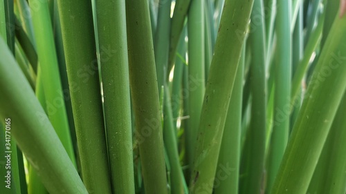 Caule de uma planta de jardim