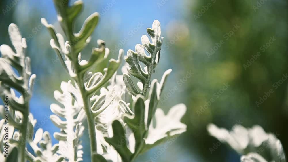 gray leaves of cineraria growing on the flowerbed, silver plant in spring sunny windy day gray leaves of cineraria growing on the flowerbed, silver plant in spring sunny windy day
