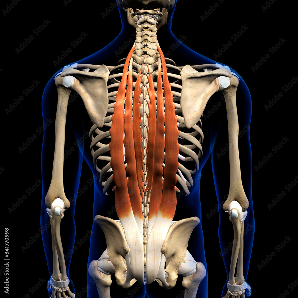 Erector Spinae Muscles in Isolation Rear View of Upper Back Human