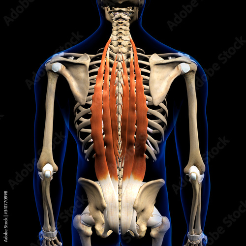 Cuadro en lienzo Erector Spinae Muscles in Isolation Rear View of Upper Back Human Anatomy