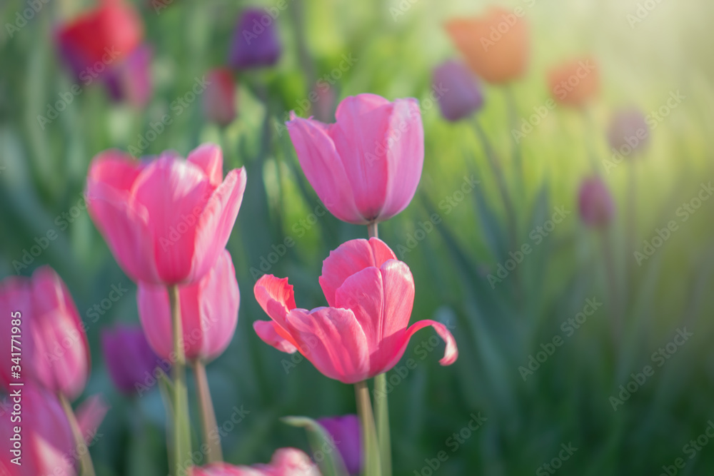Springtime background, colorful tulip flowerbed with sunshine, lush blooming flower garden, pink, purple, red, selective focus