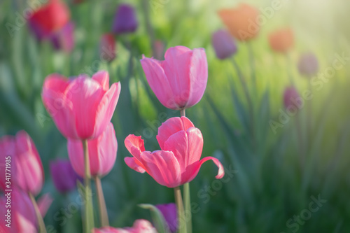 Springtime background  colorful tulip flowerbed with sunshine  lush blooming flower garden  pink  purple  red  selective focus