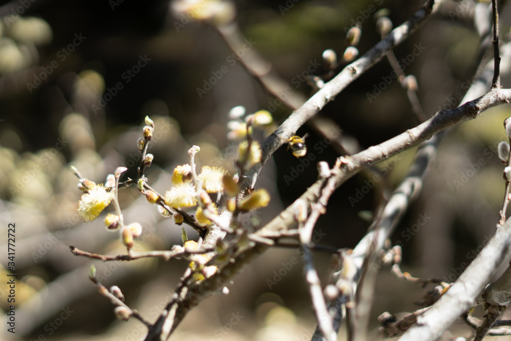Makroaufnahmen von Waldblumen mit Tieren Makroaufnahmen von Waldblumen mit Tieren