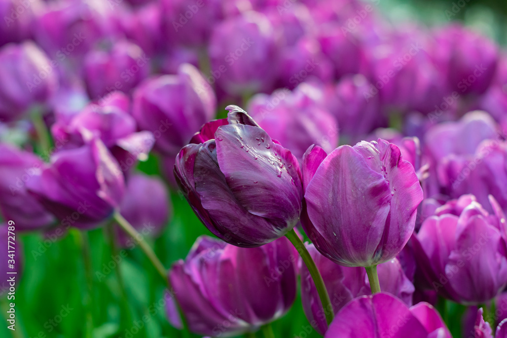 Fototapeta premium Beautiful purple tulips with water droplets for background