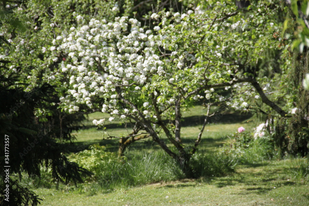 White fresh apple tree bud fertile blossom