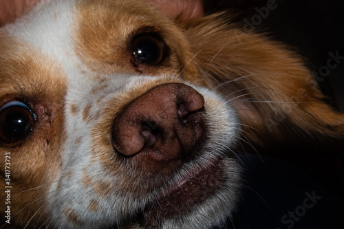 kokoni breed cute face