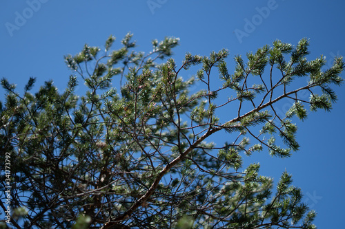 Makroaufnahmen von Waldblumen mit Tieren