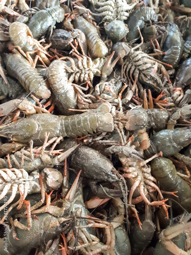river crayfish in a bucket. Caught crayfish. river crayfish in a bucket. Caught crayfish.