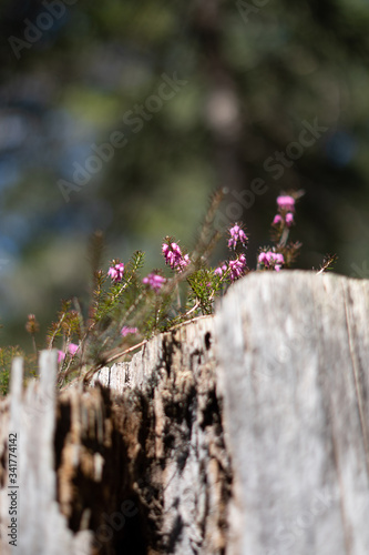 Makroaufnahmen von Waldblumen mit Tieren