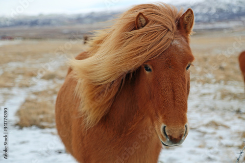 Brown Icelandic Horse - Iceland © jerzy