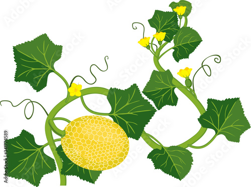 Melon plant with ripe yellow fruit, green leaves and flowers isolated on white background