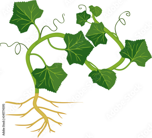 Melon plant with green leaves and root system isolated on white background