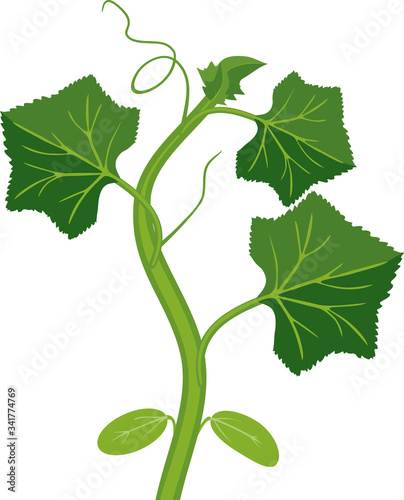Sprout of melon plant with green leaves isolated on white background
