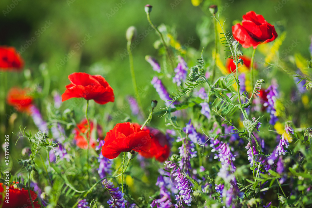 Obraz premium Poppy field in spring 