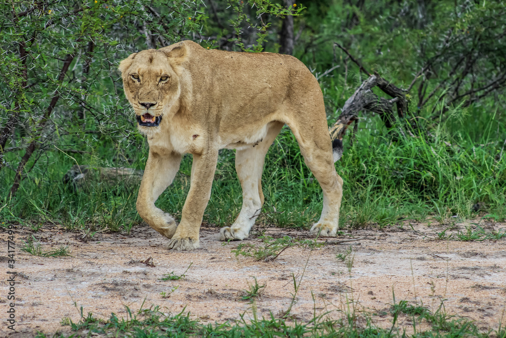 Portrait of an African lioness in bush stalking during a safari experience in Kruger national park Portrait of an African lioness in bush stalking during a safari experience in Kruger national park